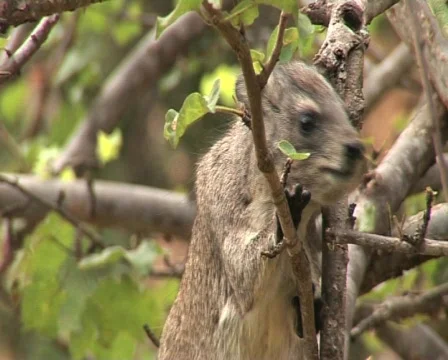 Eating Leaves 2  Video stock 558514