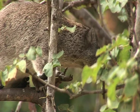 Eating Leaves Video stock 558503