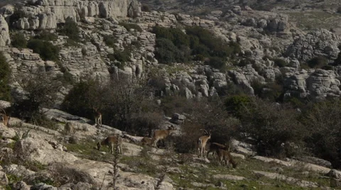 Eating in the meadow Stock Footage 58089145