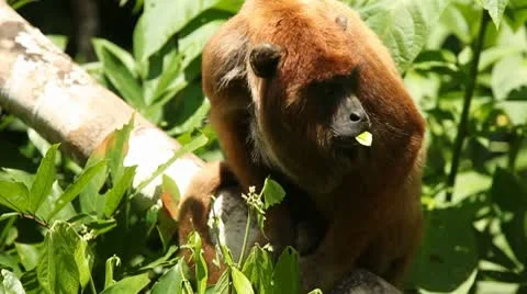 Eating Monkey Stock Footage 10737039