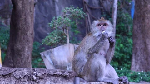 Eating monkey gets interrupted by another monkey in a temple in Thailand Stock Footage 171401457