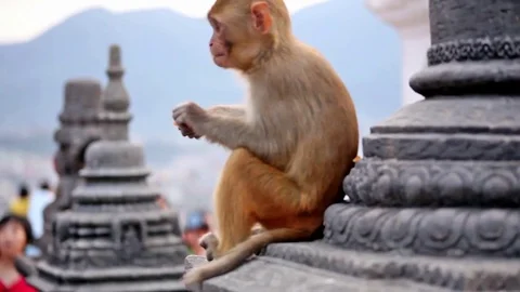 Eating monkey in Kathmandu, (Monkey Temple) Swayambhunath, Stupa Stock Footage