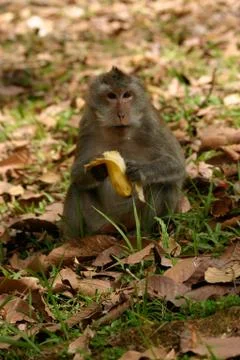 Eating monkey. Stock Photos