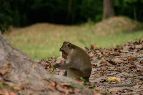 Eating monkey. Stock Photos