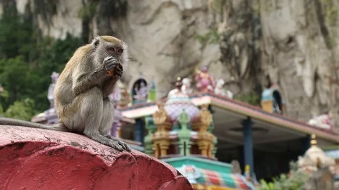 Eating monkey in temple Stock Footage 101494452
