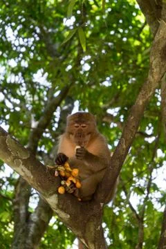 Eating monkey on a tree Stock Photos