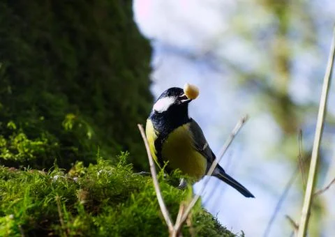 Eating on moss Stock Photos