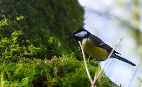 Eating on moss Stock Photos