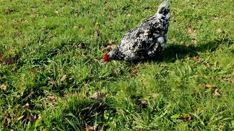 Eating a mouse Vídeo Stock 166800721