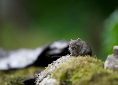 Eating mouse Stock Photos