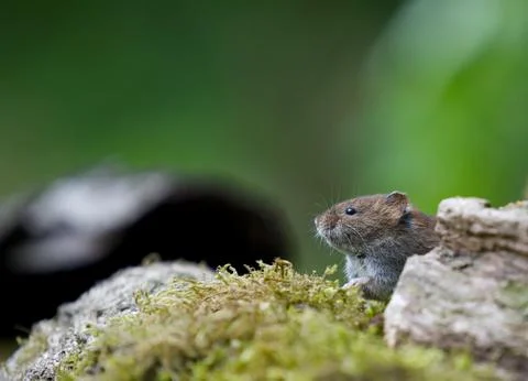 Eating mouse Stock Photos