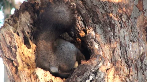Eating Nuts: The Hokkaido Squirrel Stock Footage 332184741
