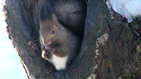 Eating Nuts: The Hokkaido Squirrel Stock Footage 332184744