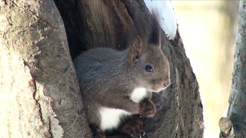Eating Nuts: The Hokkaido Squirrel Stock Footage 332184756