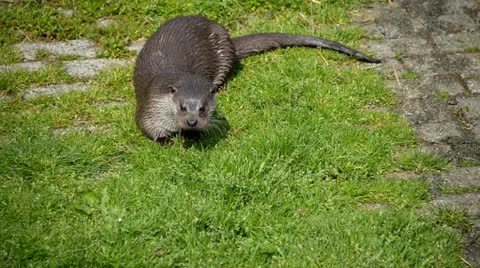 Eating otter Video stock 24691907