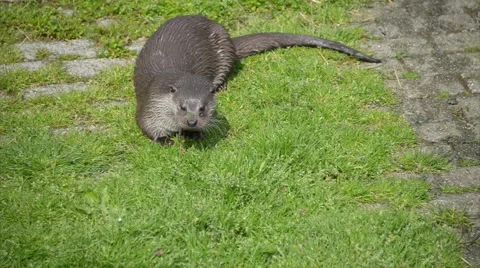 Eating otter Video stock 40033114
