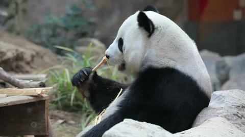Eating panda Video stock 37519169