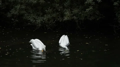 Eating pelicans Stock-Footage 879066