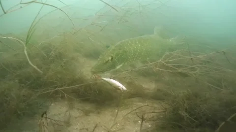 Eating pike Stock Footage 47265997