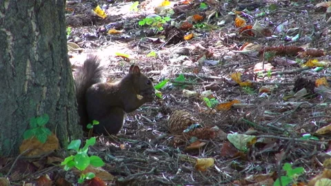 Eating Pine Nuts: The Hokkaido Squirrel Stock Footage 332416374