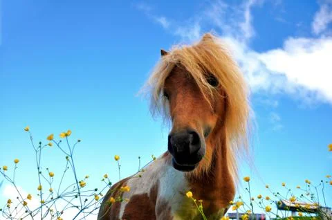 Eating pony Stock Photos