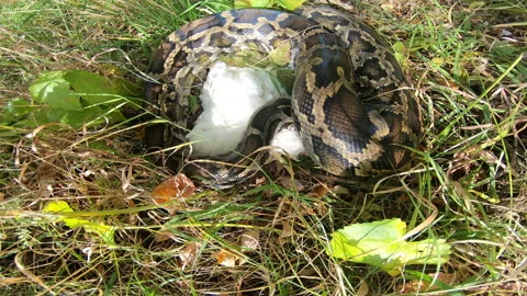 Eating prey Video stock 154502820