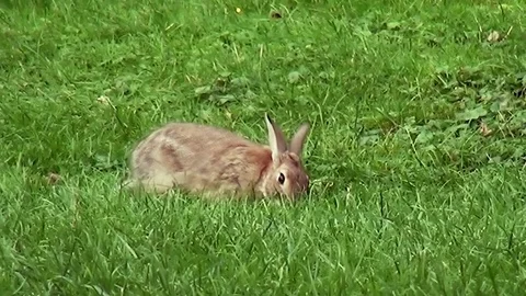 Eating rabbit in the sun Stock Footage 82723377