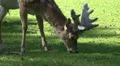 Eating Red Deer very close up portrait sunny grassland HD Footage