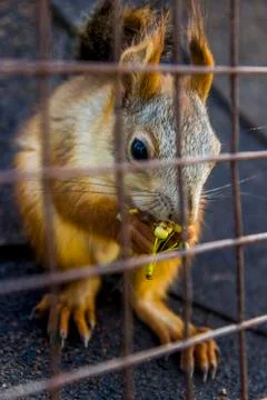 Eating red squirell Stock Photos