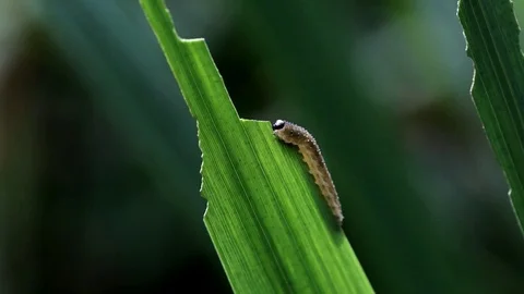 Eating a Reed Video stock 125643174