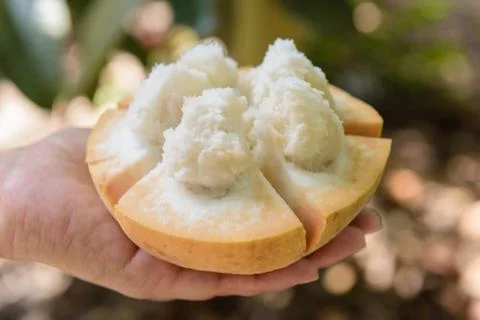 Eating the santol Stock Photos