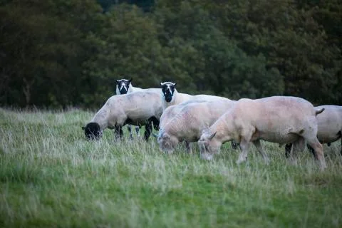 Eating sheep in a group  Stock Photos