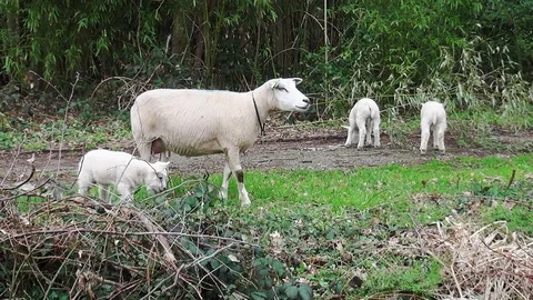 Eating sheep with lamb Video stock 105561486