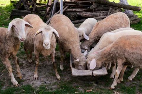 Eating sheep Stock Photos