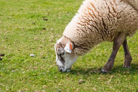 Eating sheep Stock Photos