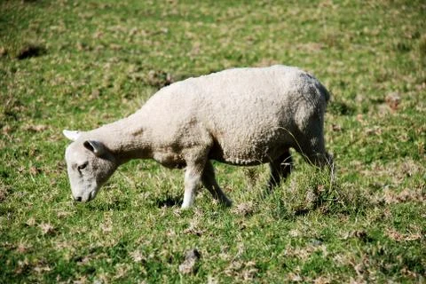 Eating sheep Stock Photos