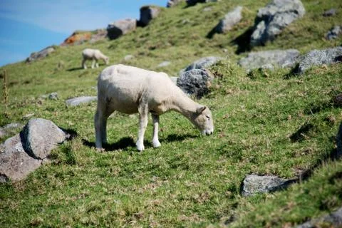 Eating sheep Stock Photos