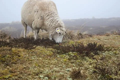Eating sheep 写真素材