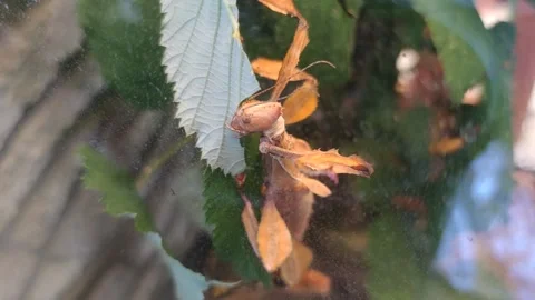 Eating Spiny Leaf Insect Stock Footage 197410130