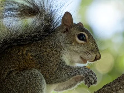 Eating Squirrel Close Up Stock-Fotos