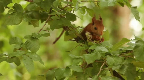 Eating squirrel 스톡 동영상 732698