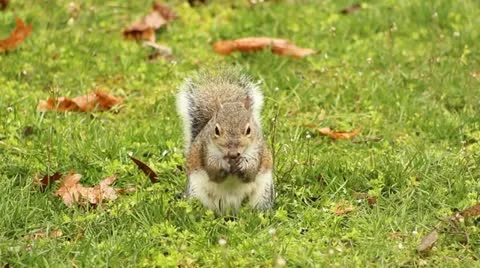 Eating squirrel Video stock 22304971