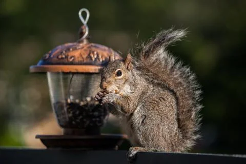 Eating squirrel Stock Photos