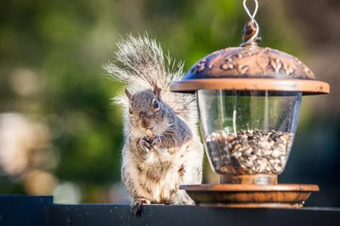 Eating squirrel Stock Photos