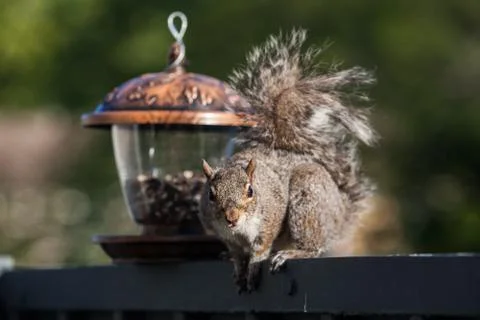 Eating squirrel Stock Photos