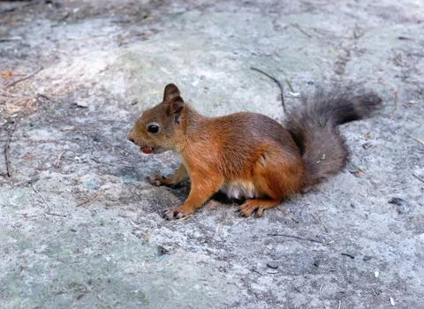Eating squirrel Stock Photos