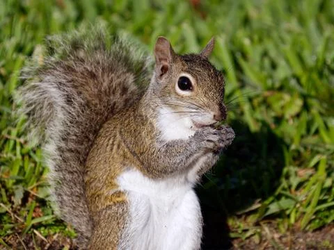 Eating Squirrel Stock Photos