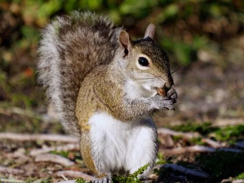 Eating Squirrel Stock Photos