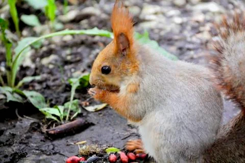 Eating squirrel on tree in park Stock Photos