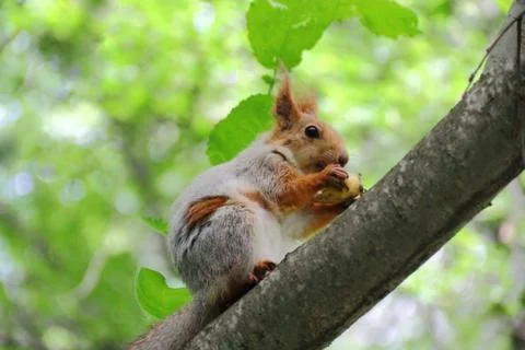 Eating squirrel on tree in park Stock Photos